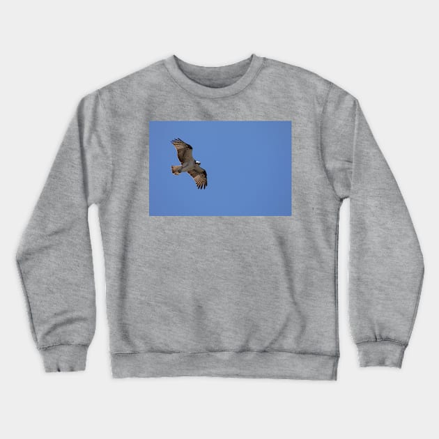 Osprey_VOA7601 Crewneck Sweatshirt by seadogprints